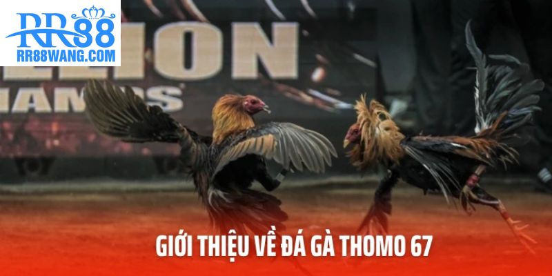 Giới thiệu về đá gà Thomo 67 Giới thiệu về đá gà Thomo 67